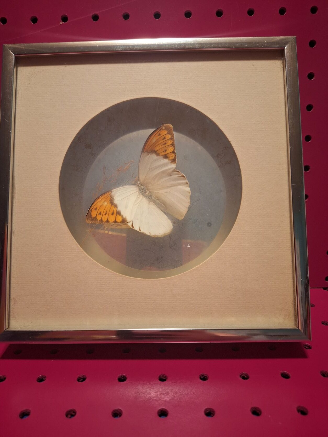 butterfly